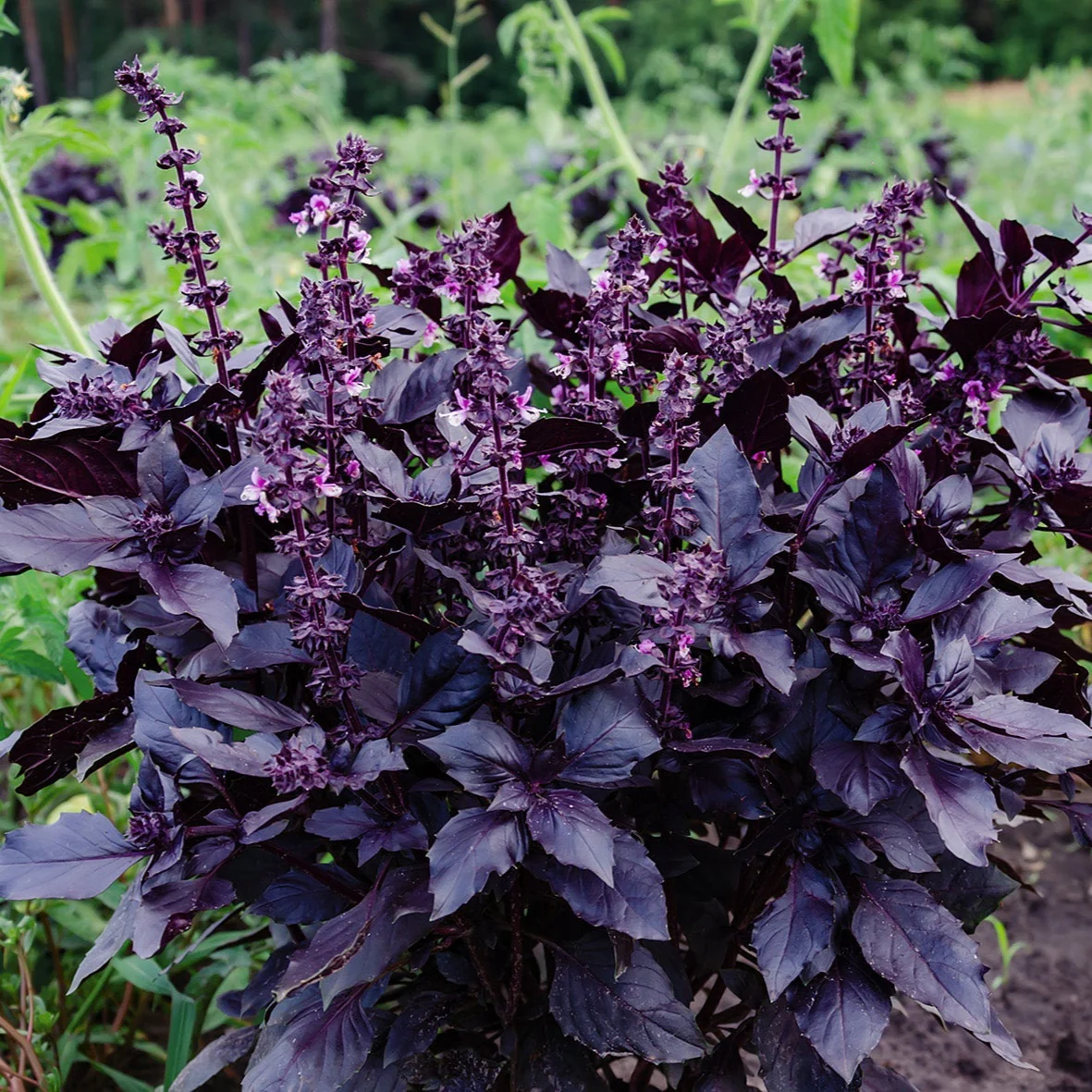 Dark Opal Basil – 30+ Seeds - Image 4