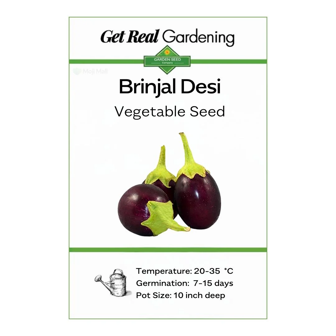 Brinjal (دیسی بینگن کے بیج) – 150+ Seeds - Image 2