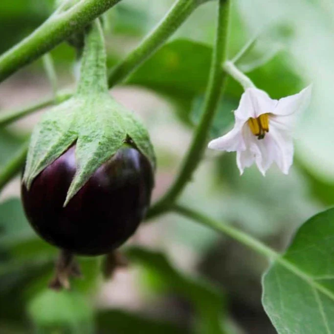 Brinjal (دیسی بینگن کے بیج) – 150+ Seeds - Image 3