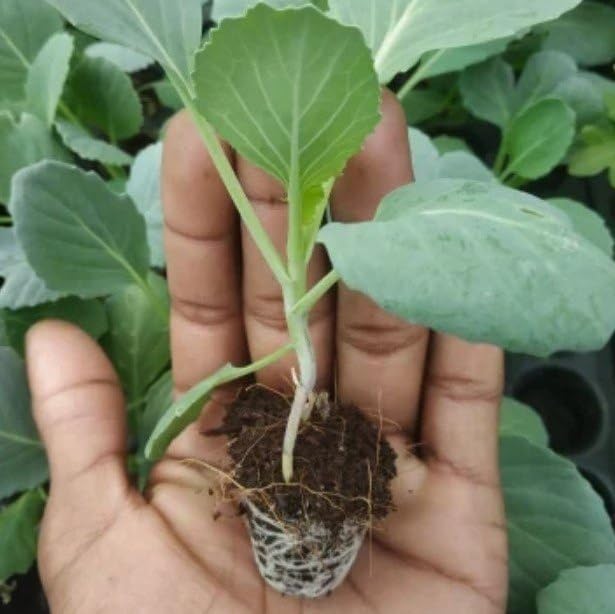 Cabbage (دیسی بند گوبھی کے بیج) – 70+ Seeds - Image 3