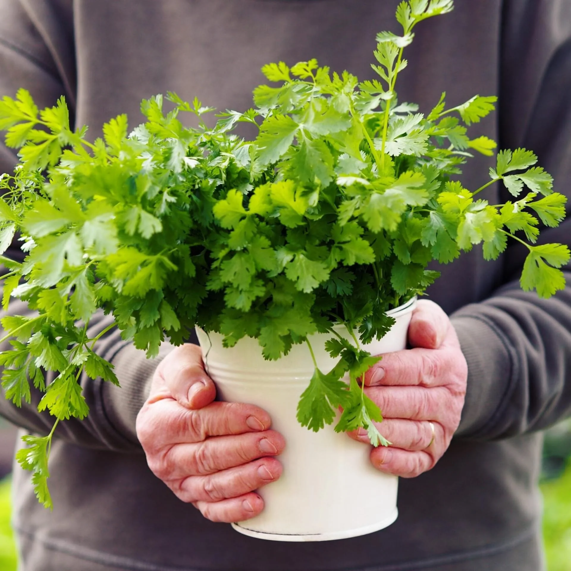 Coriander (دیسی دھنیے کے بیج) – 500+ Seeds - Image 3