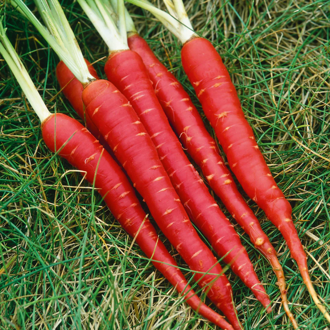 Carrot (دیسی گاجر کے بیج) – 300+ Seeds - Image 3