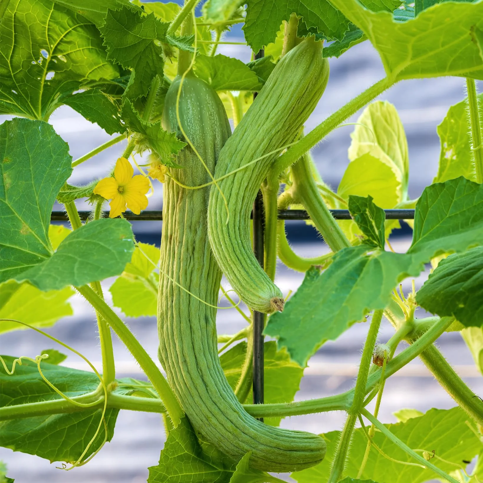 Kakri (دیسی ککڑی کے بیج) 50+ Seeds - Image 4