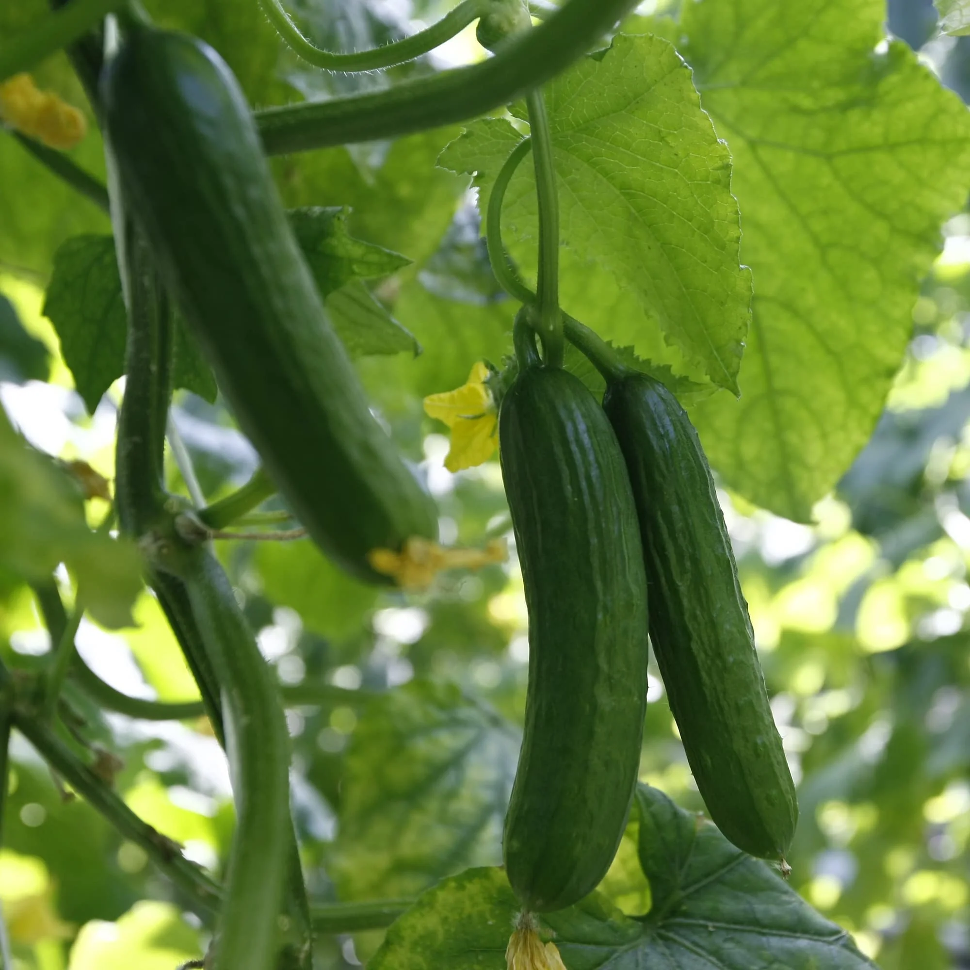 Cucumber (دیسی کھیرے کے بیج) – 50+ Seeds - Image 3