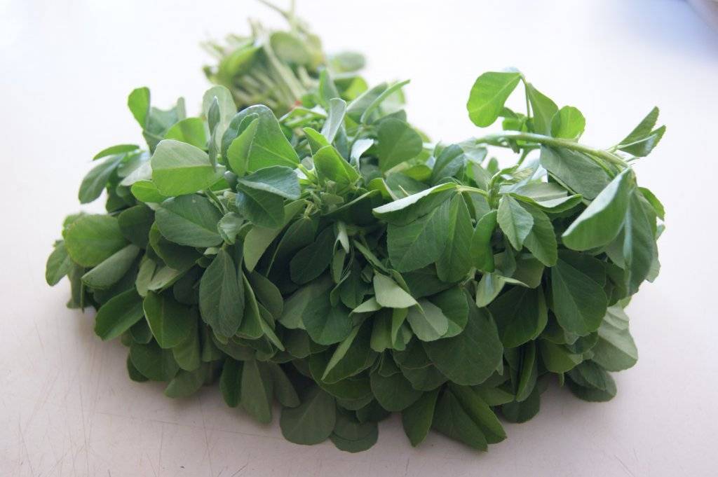 Fenugreek (قصوری میتھی کے بیج) – 1500+ Seeds - Image 3