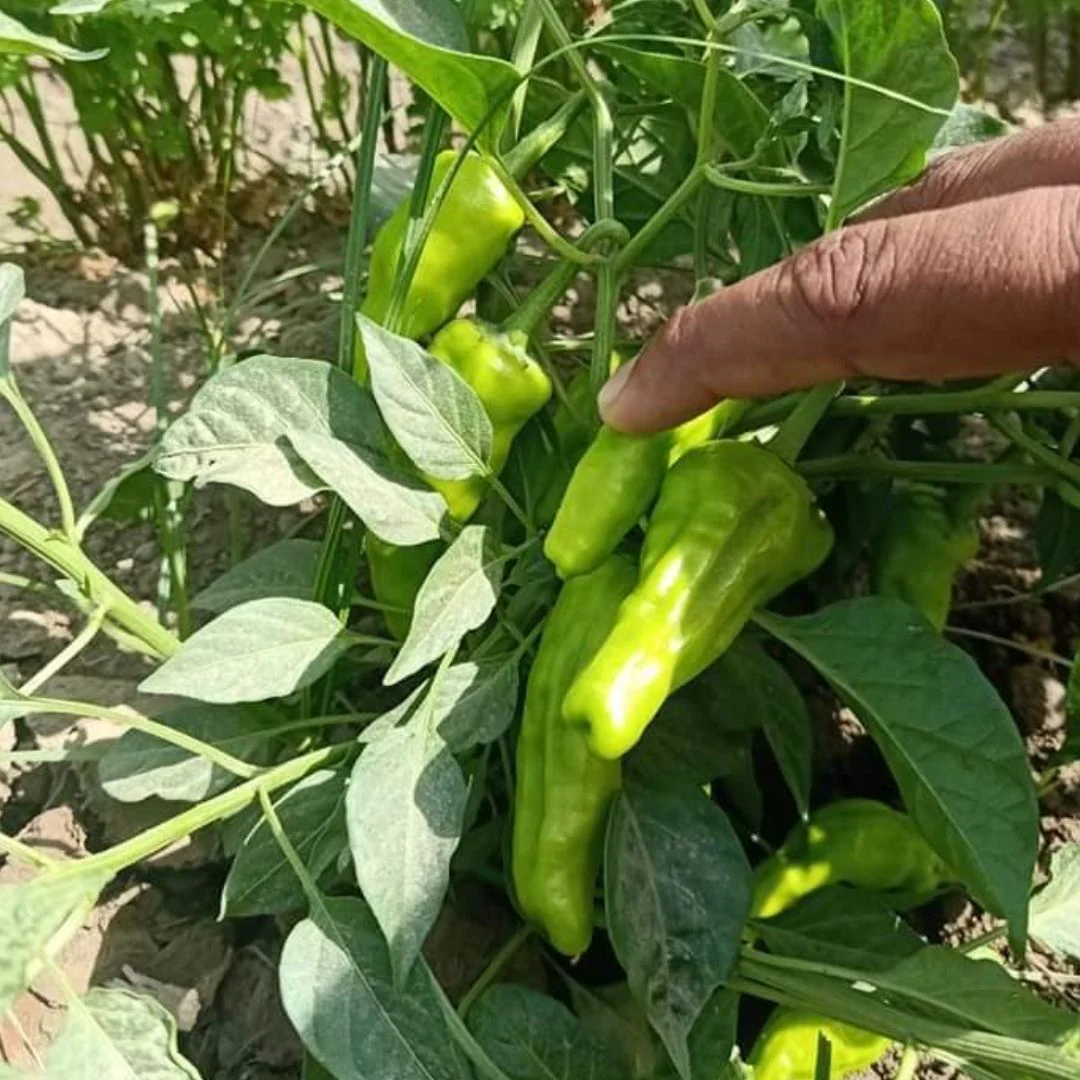 Chili (دیسی مرچ کے بیج) – 50+ Seeds - Image 3
