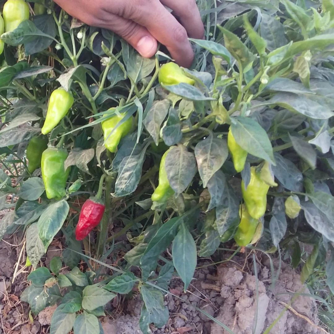 Chili (دیسی مرچ کے بیج) – 50+ Seeds - Image 4
