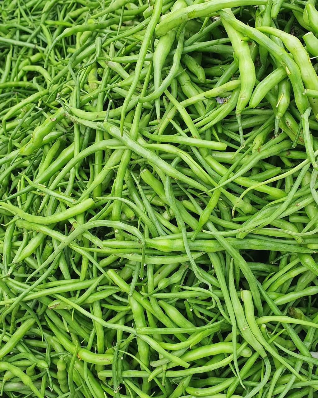 Moongray (دیسی مونگرے کے بیج) – 70+ Seeds - Image 3