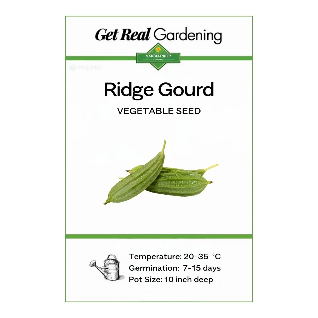 Ridge gourd (پسلی والی توری کے بیج) – 30+ Seeds - Image 2