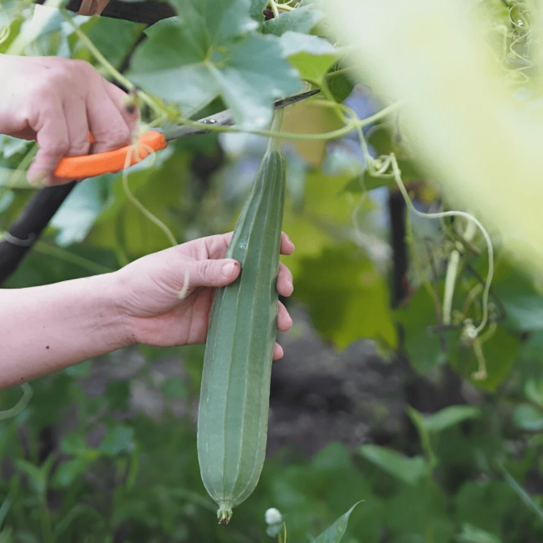 Ridge gourd (پسلی والی توری کے بیج) – 30+ Seeds - Image 3