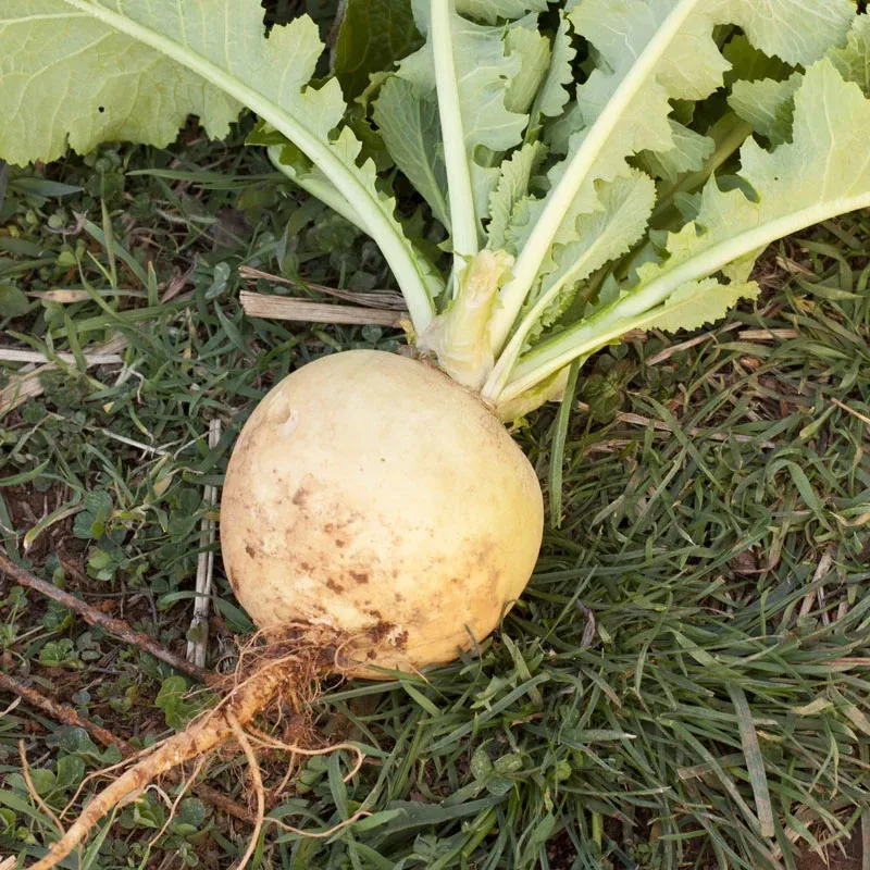 Turnip Yellow (دیسی پیلے شلجم کے بیج) – 200+ Seeds - Image 3