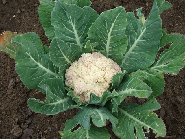 Cauliflower (دیسی پھول گوبھی کے بیج) – 70+ Seeds - Image 3