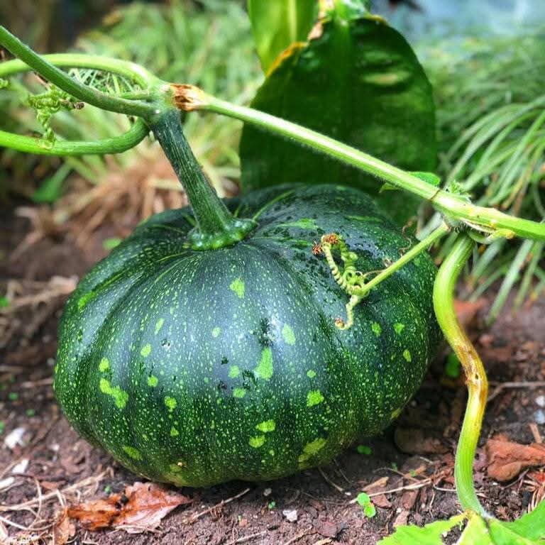 Pumpkin (حلوہ کدو کے بیج) – 20+ Seeds - Image 3