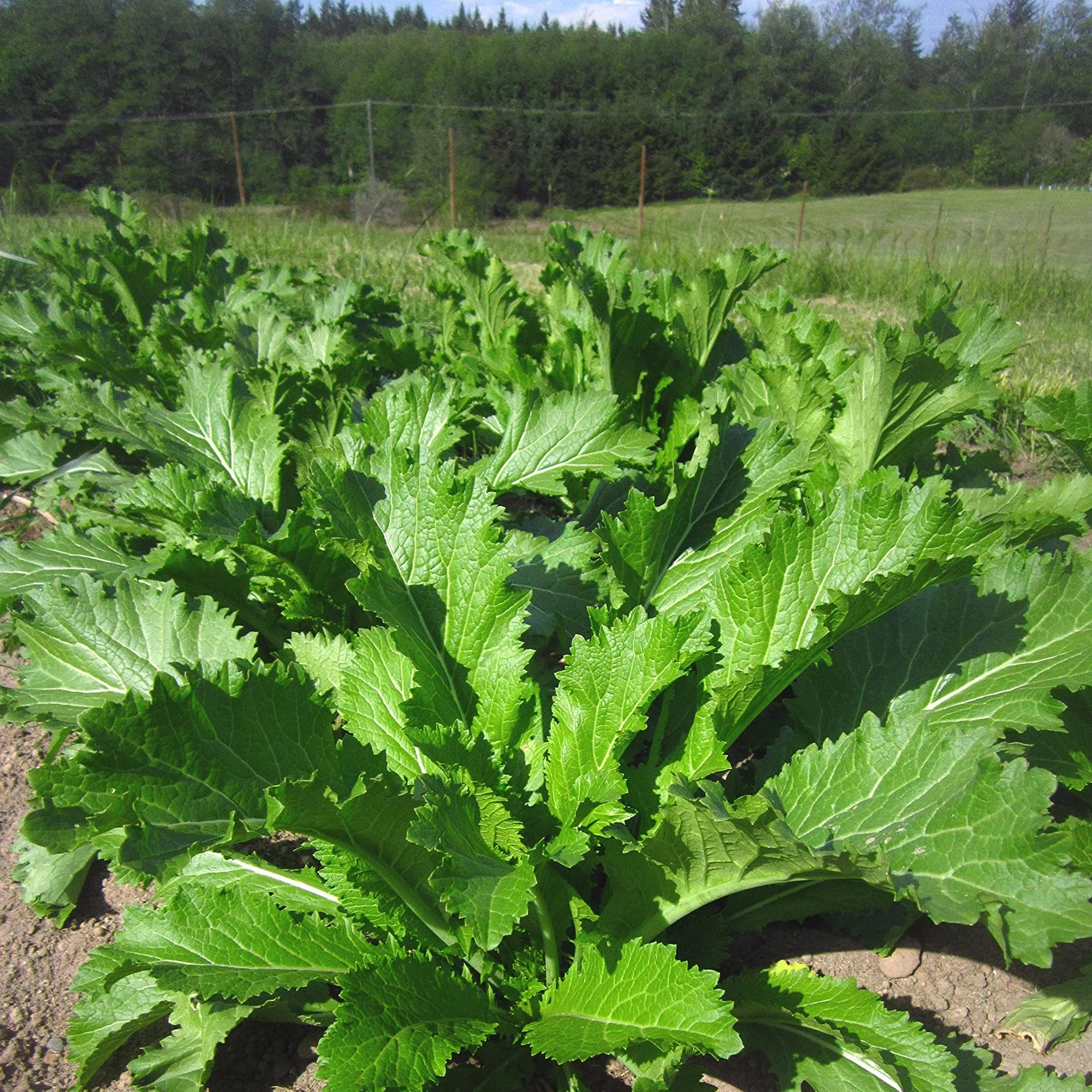 Mustard Leaves (سرسوں کا ساگ) – 1000+ Seeds - Image 3