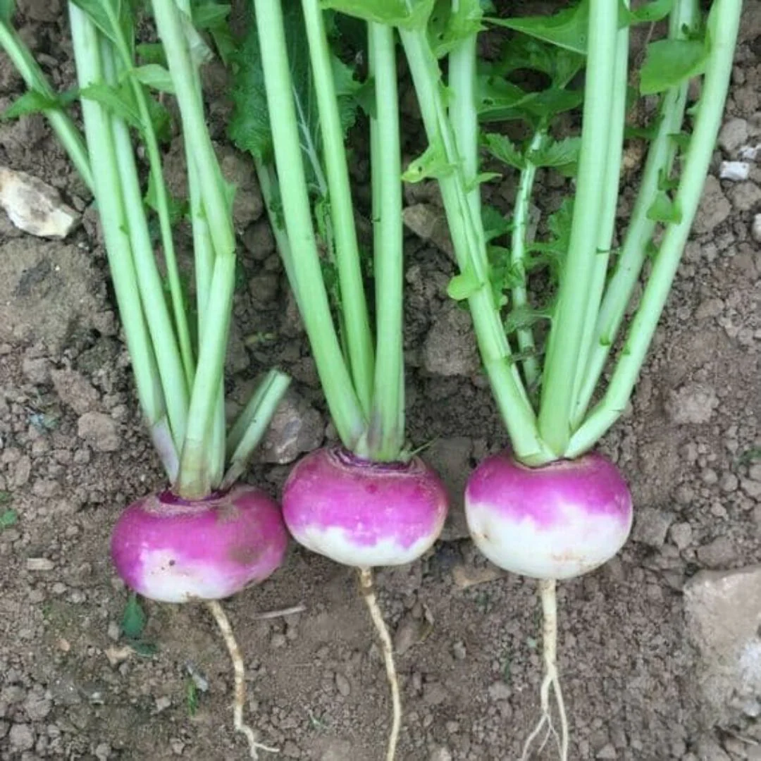 Turnip (دیسی شلجم کے بیج) – 250+ Seeds - Image 3
