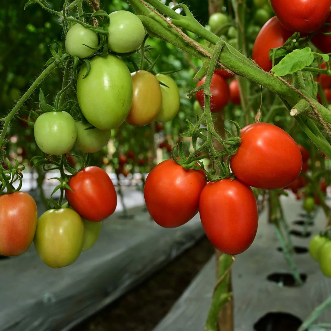Tomato (دیسی ٹماٹر کے بیج) – 100+ Seeds - Image 3