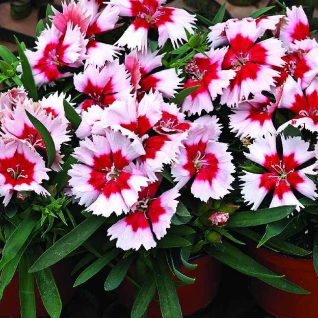 Dianthus Mixed – Seeds - Image 3