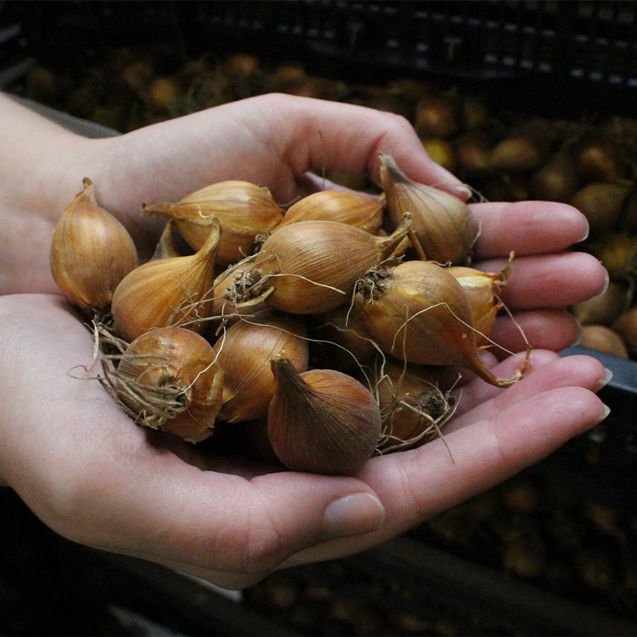 Pack of 4 Dutch iris Flower Bulbs (imported) Mix Colors - Image 3