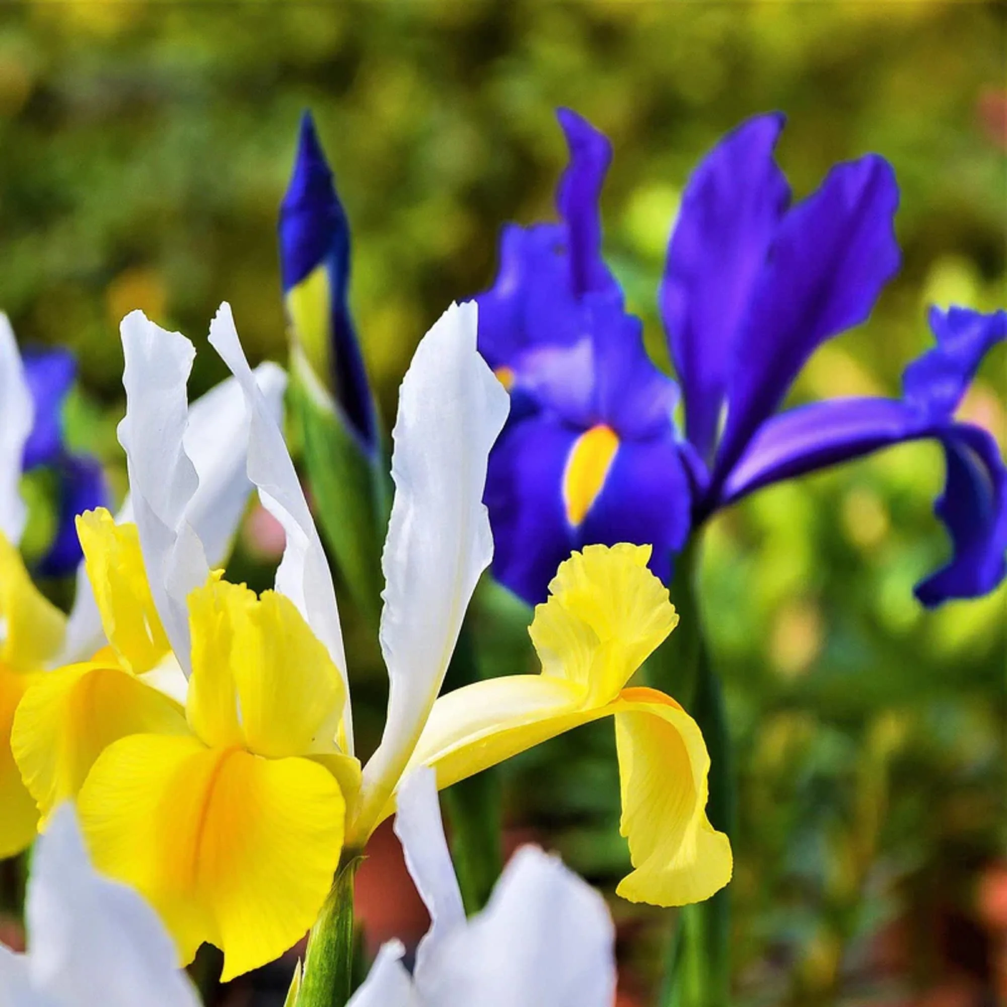 Pack of 4 Dutch iris Flower Bulbs (imported) Mix Colors - Image 4