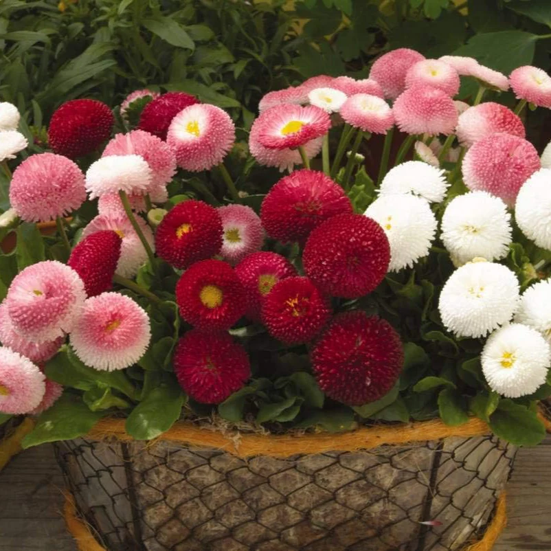 English Daisy – 150+ Seeds - Image 2