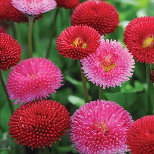 English Daisy – 150+ Seeds - Image 3