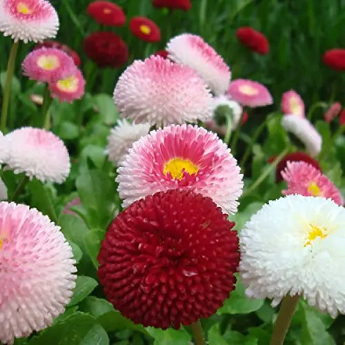 English Daisy – 150+ Seeds - Image 4