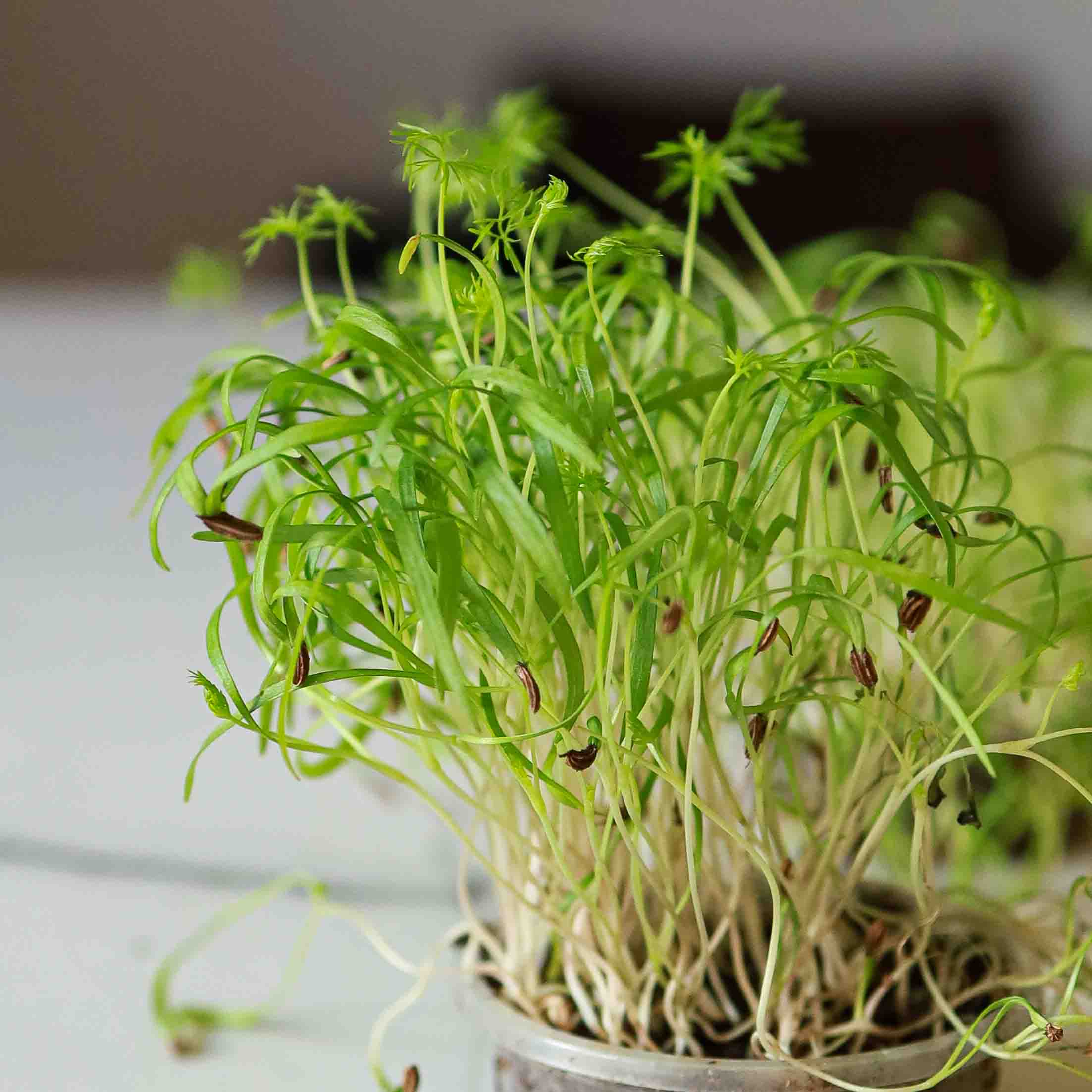 Fennel: Microgreens Seeds