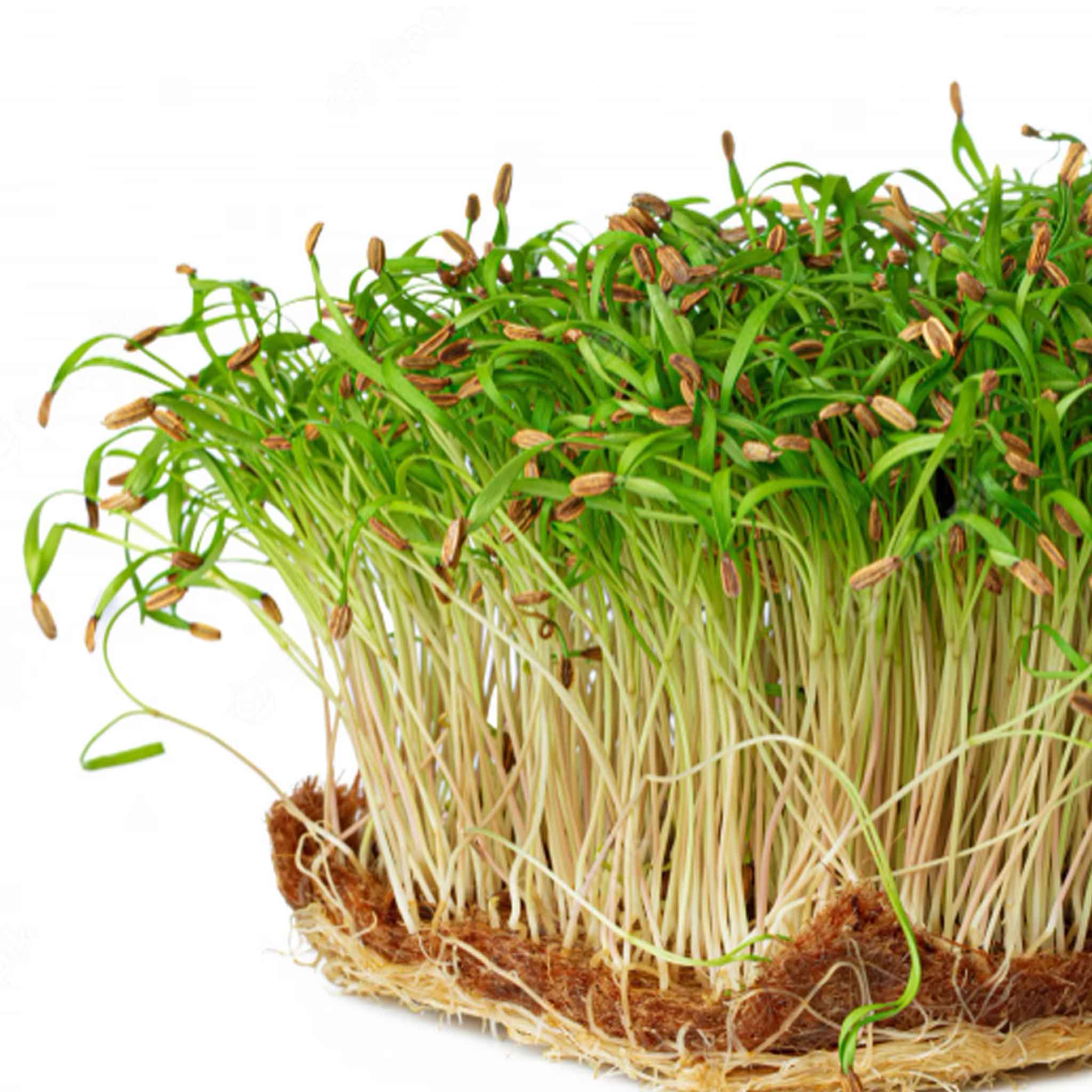 Fennel: Microgreens Seeds - Image 2