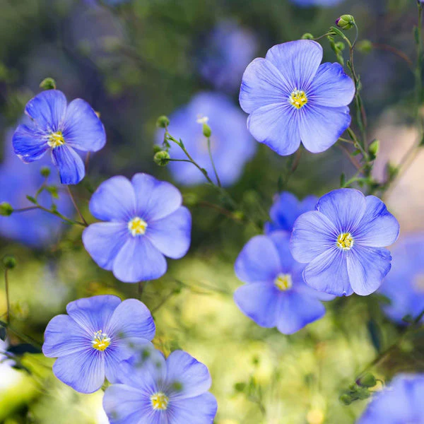 Common Flax – 50+ Seeds (WINTER)
