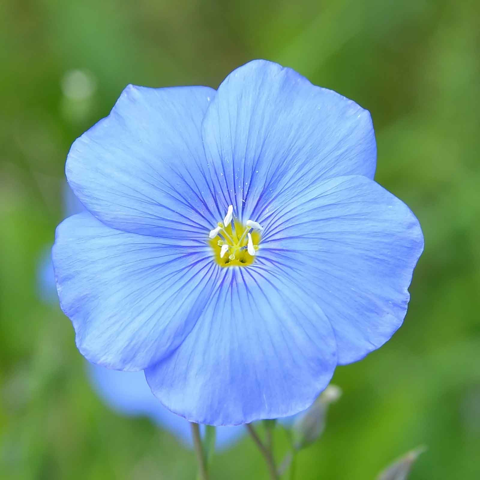 Common Flax – 50+ Seeds (WINTER) - Image 2