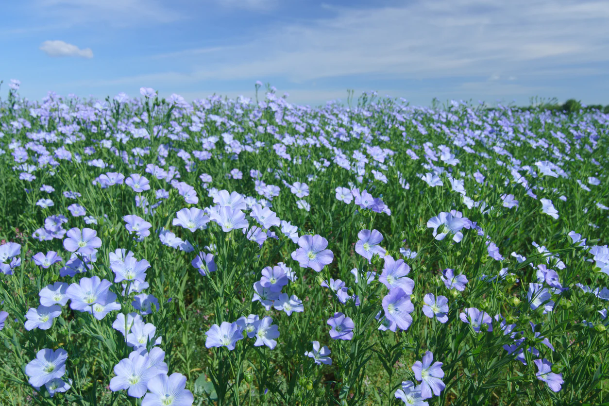 Common Flax – 50+ Seeds (WINTER) - Image 3