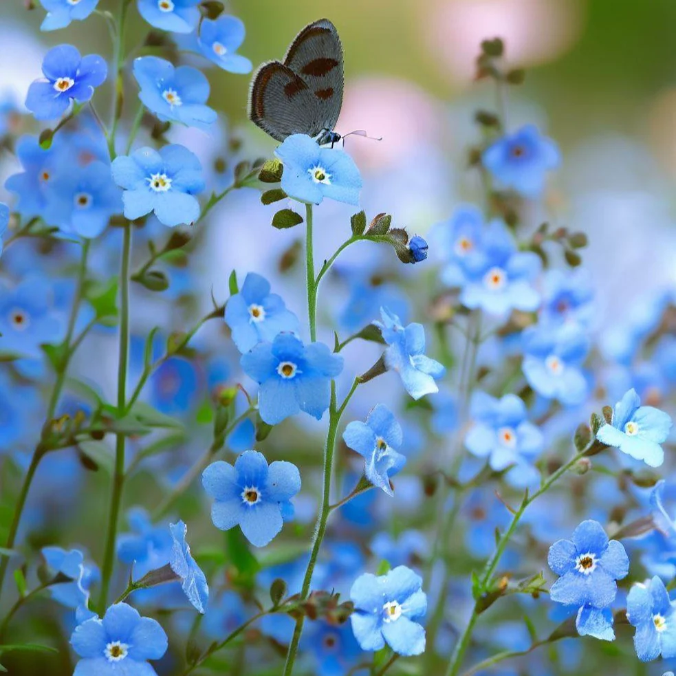 Forget‑Me‑Not – 50+ Seeds (WINTER) - Image 2