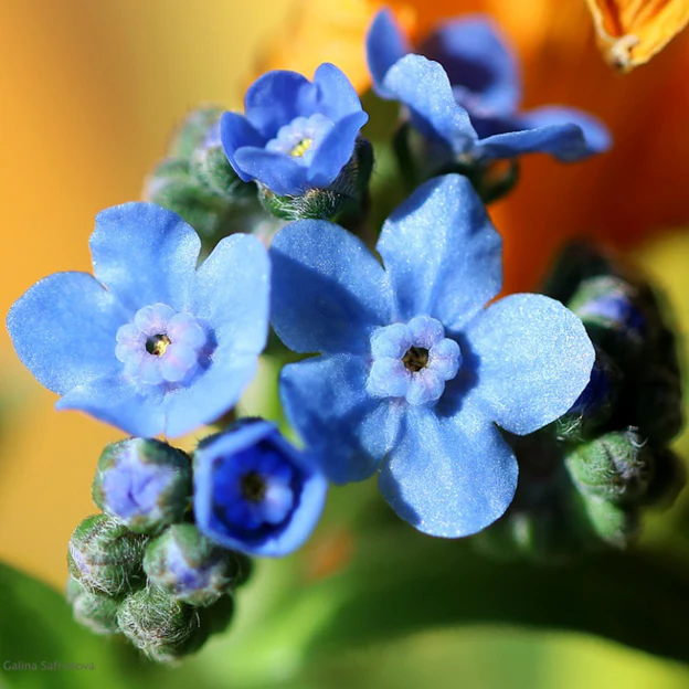 Forget‑Me‑Not – 50+ Seeds (WINTER) - Image 4