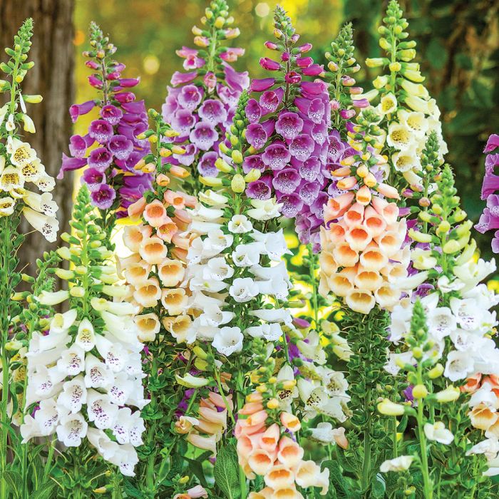 Foxglove – 150+ Seeds (WINTER)
