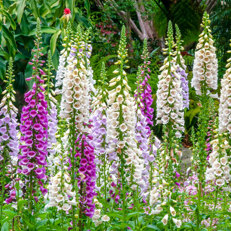 Foxglove – 150+ Seeds (WINTER) - Image 2