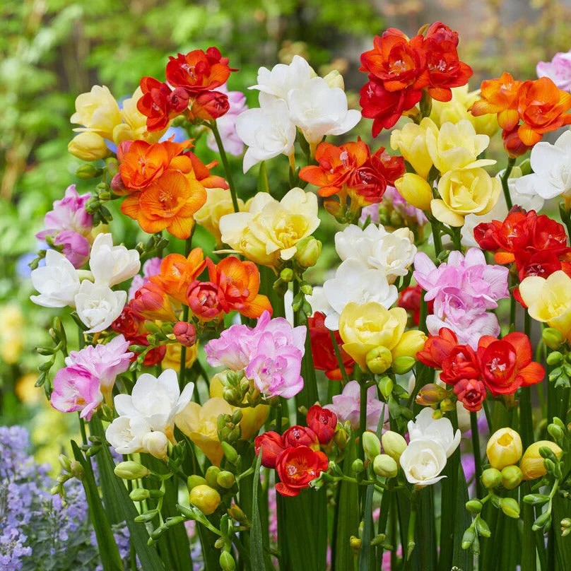 Pack of 4 Freesia Flower Bulbs (imported) 6 Mix Colors - Image 3