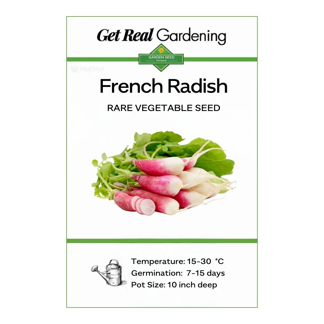 Radish (French) 40+ Seeds - Image 2
