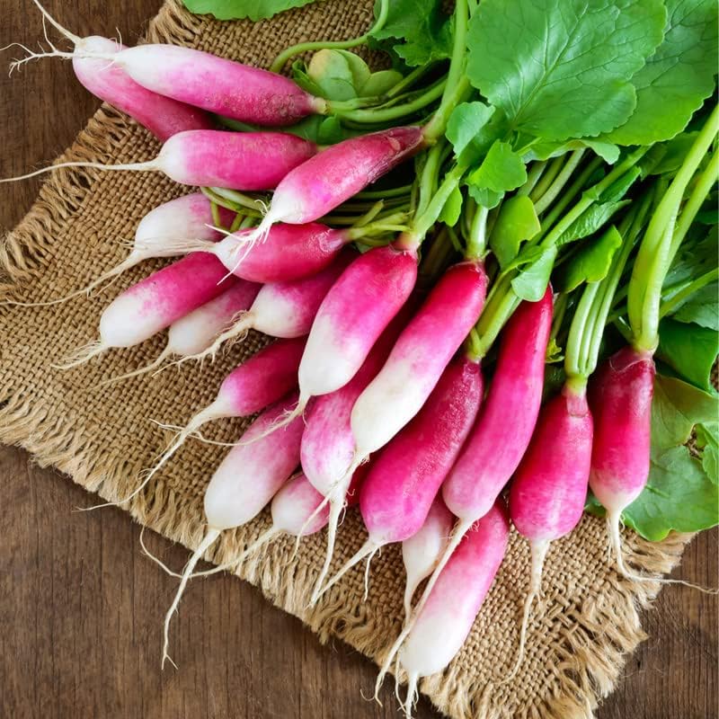 Radish (French) 40+ Seeds - Image 3
