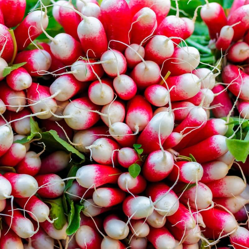 Radish (French) 40+ Seeds - Image 4