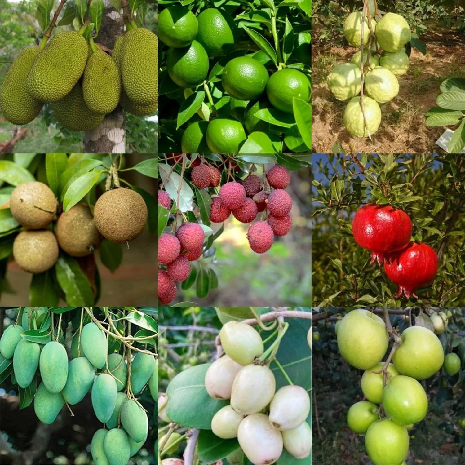 Fruit Plants Fertilizer - Image 3