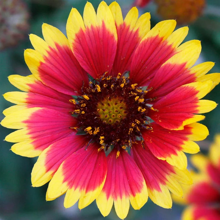 Gaillardia Aristata (Blanket Flower) – Mix – 40+ Seeds - Image 2
