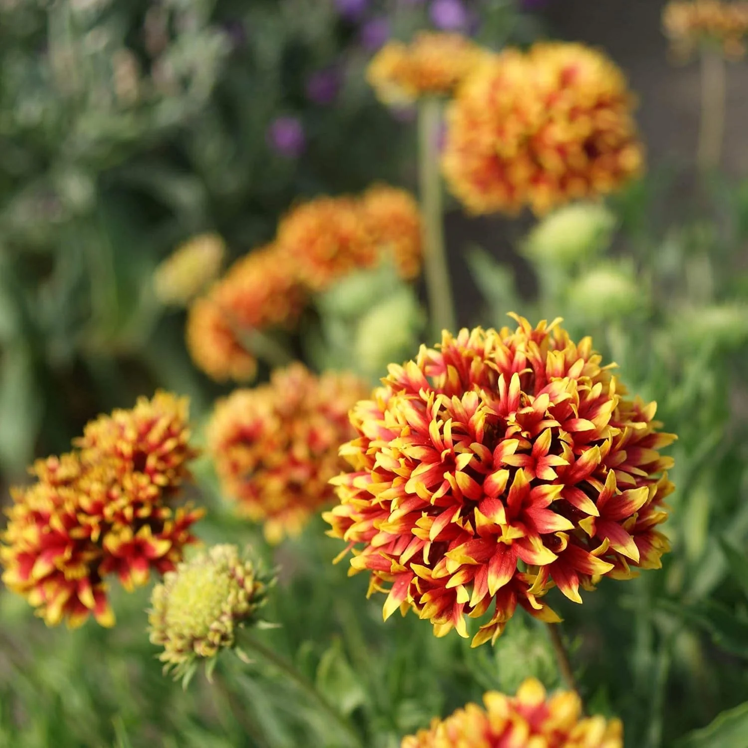 Gaillardia (Double Mixed) 150+ Seeds - Image 2