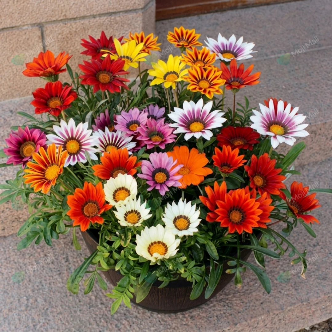 Gazania Mix – 30+ Seeds (WINTER)