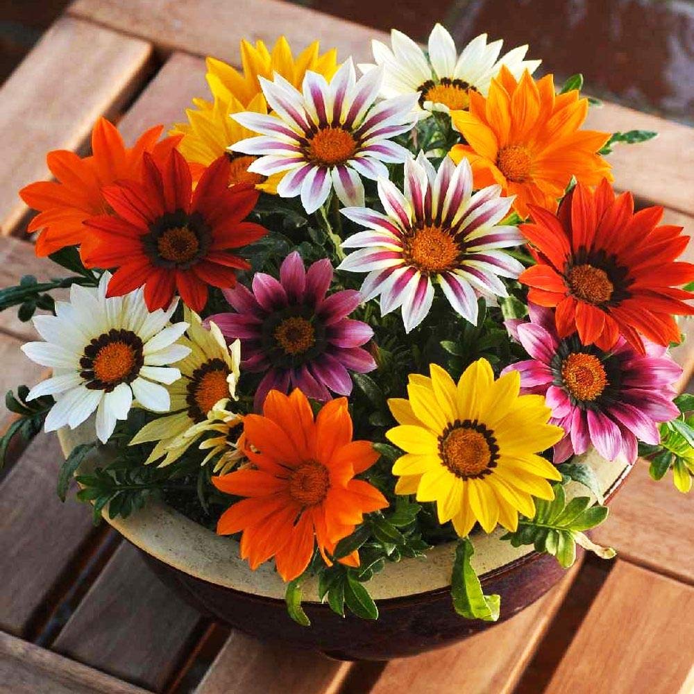 Gazania Mix – 30+ Seeds (WINTER) - Image 2