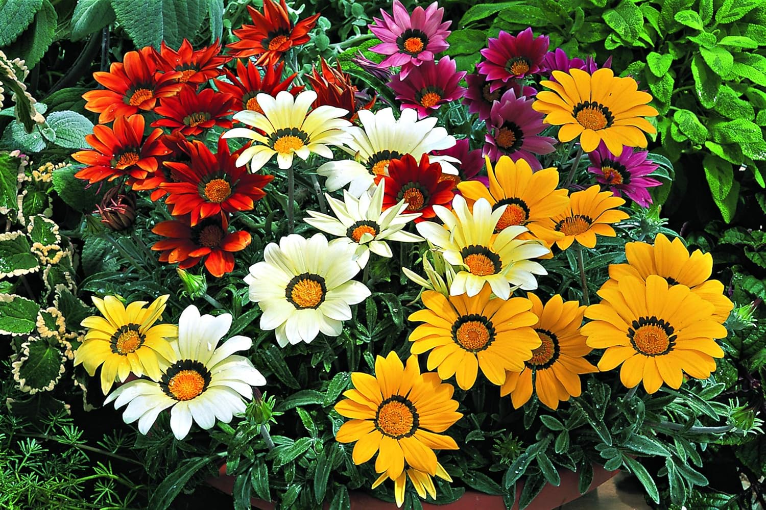 Gazania Mix – 30+ Seeds (WINTER) - Image 3