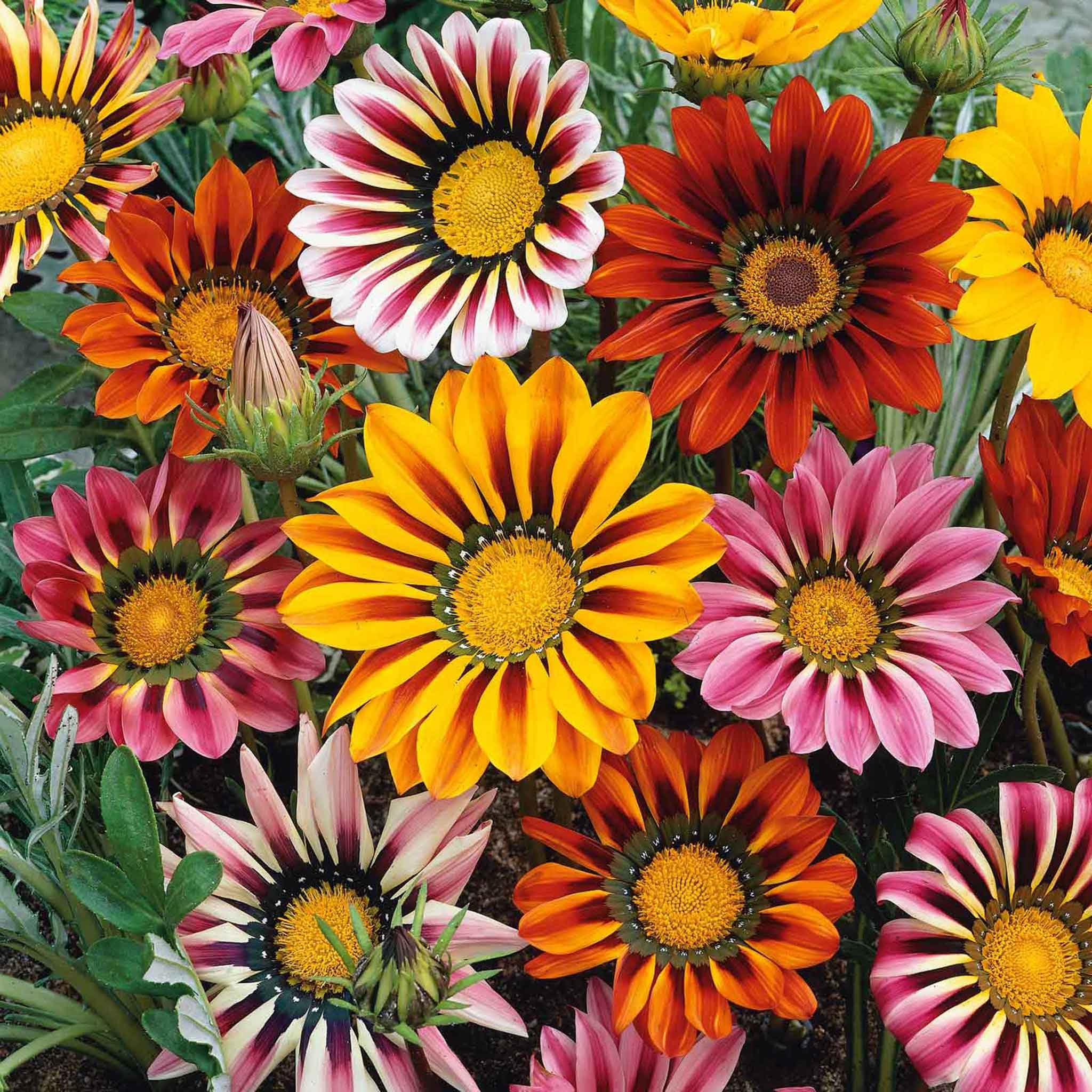 Gazania Mix – 30+ Seeds (WINTER) - Image 4