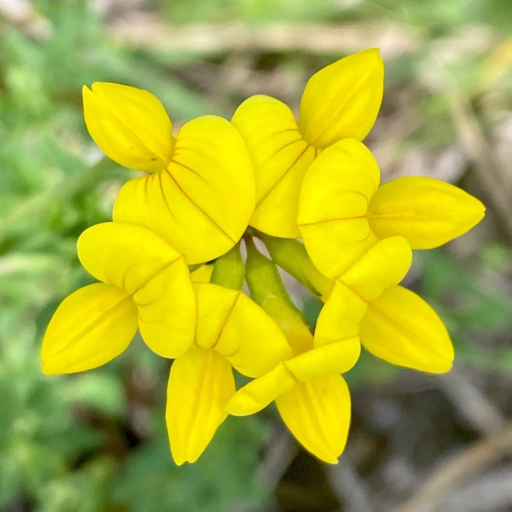 Bird's-foot trefoil (Golden Lotus) – 100+ Seeds