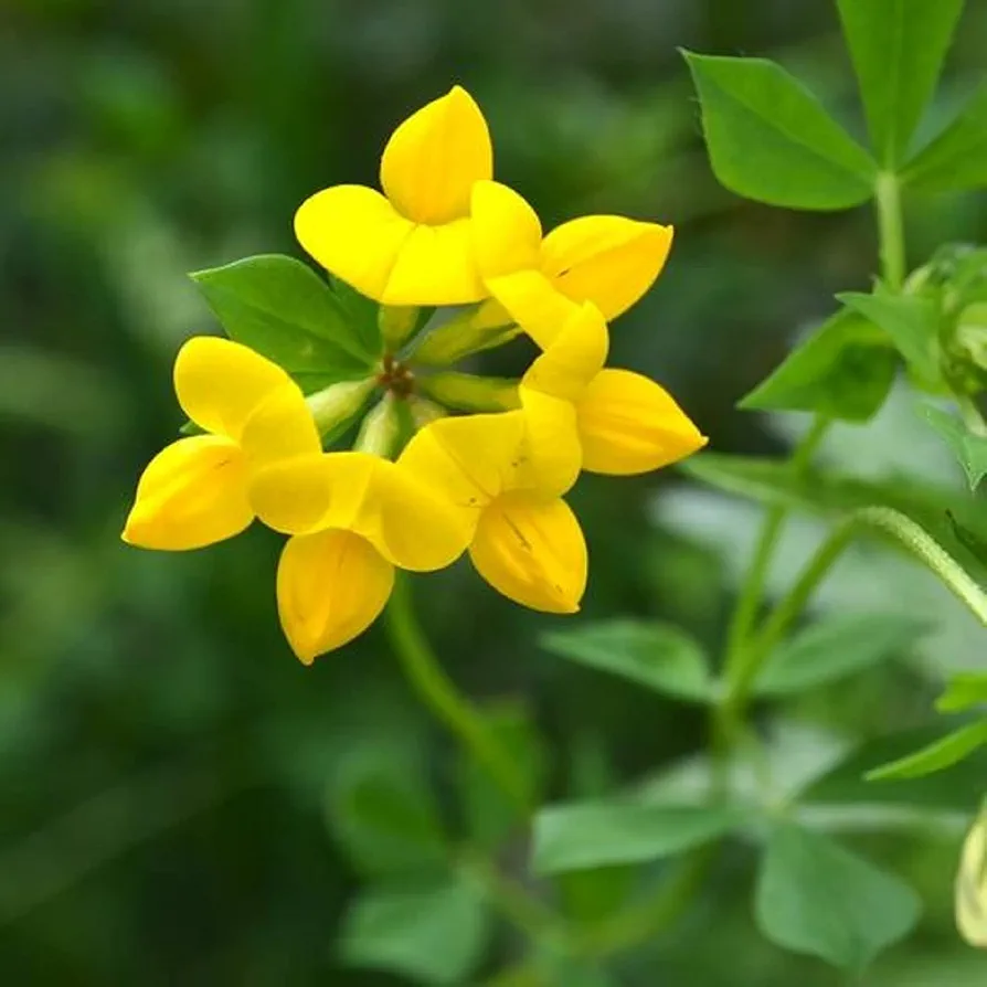 Bird's-foot trefoil (Golden Lotus) – 100+ Seeds - Image 2