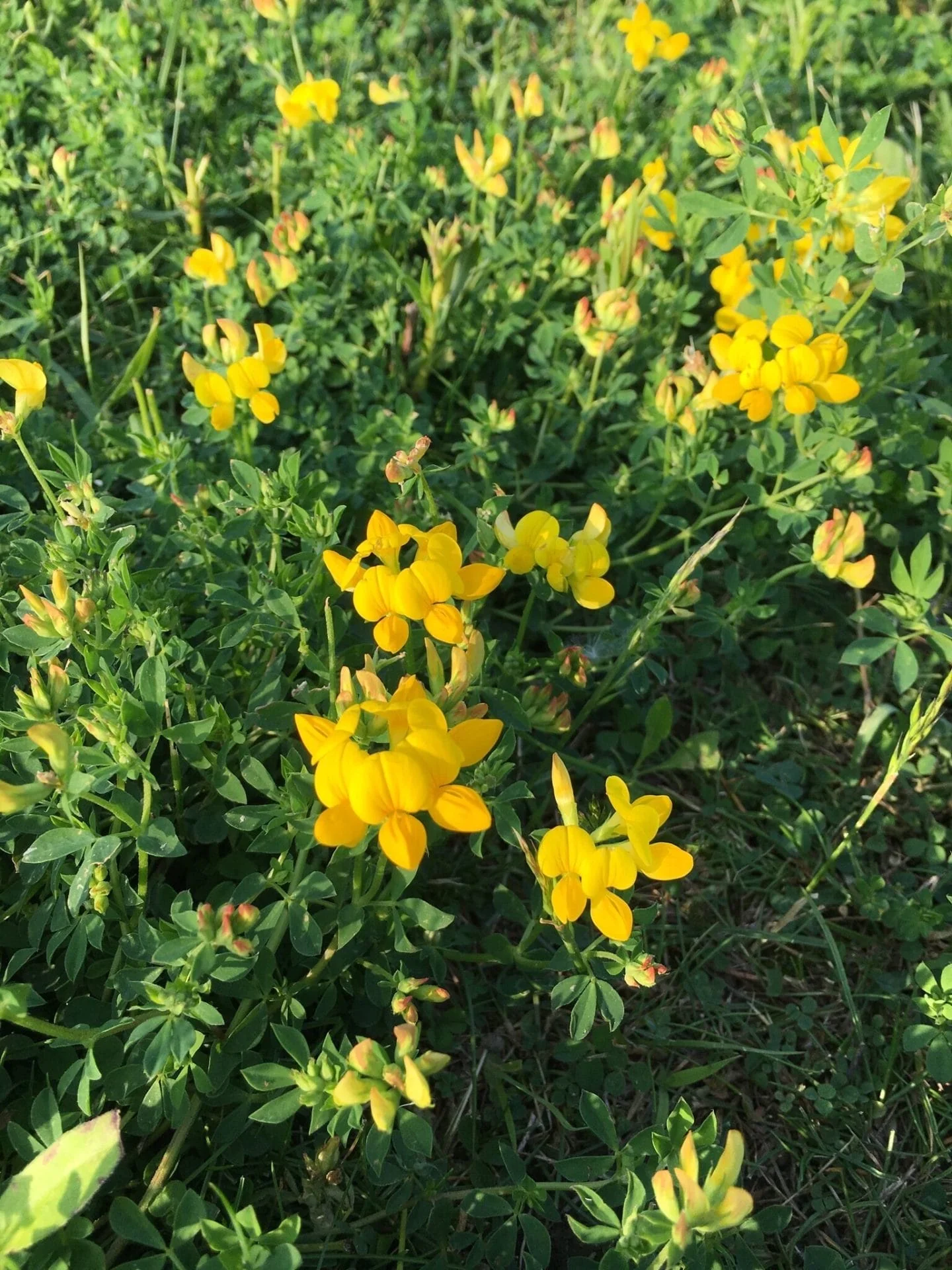 Bird's-foot trefoil (Golden Lotus) – 100+ Seeds - Image 3