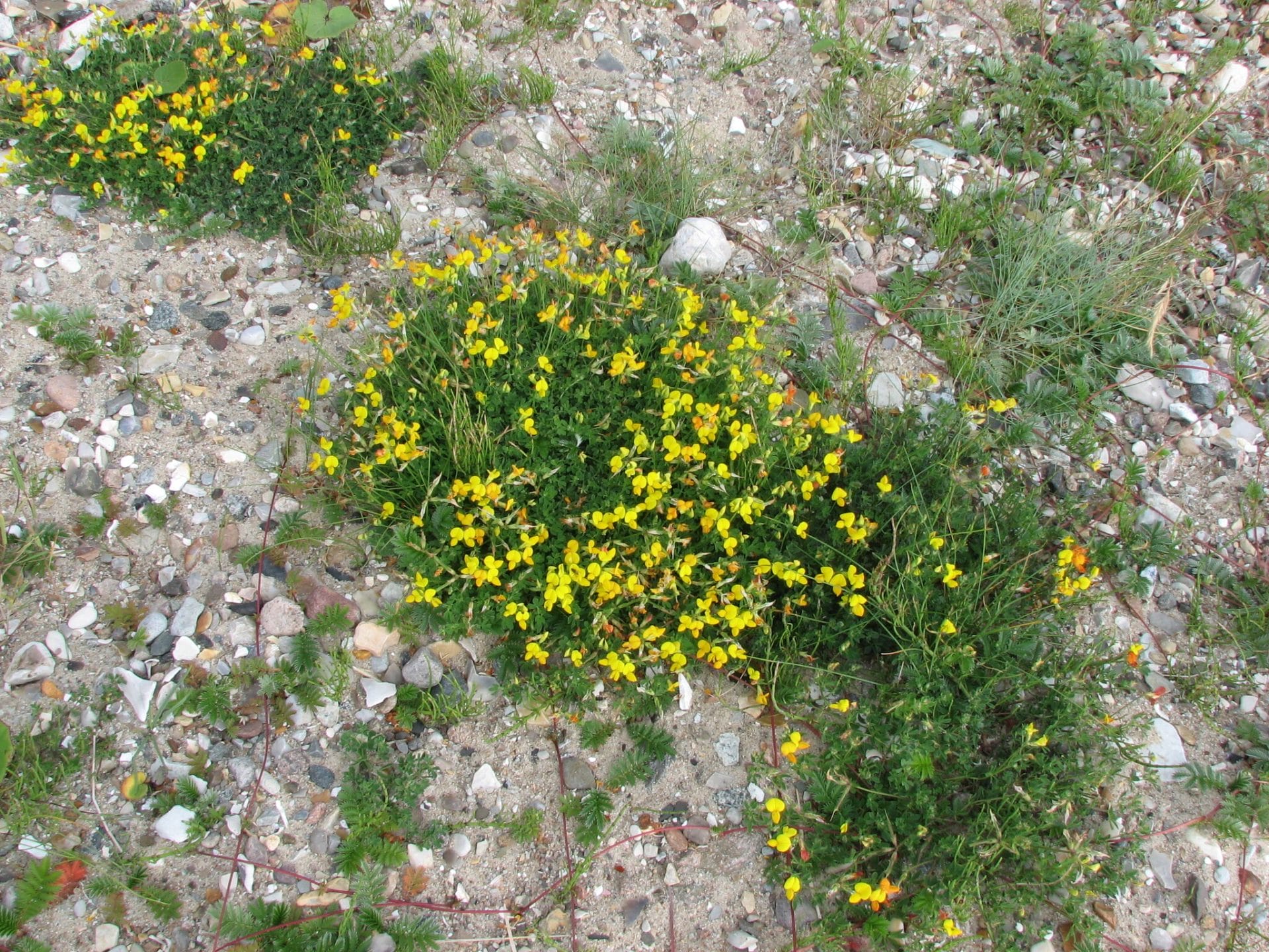 Bird's-foot trefoil (Golden Lotus) – 100+ Seeds - Image 4